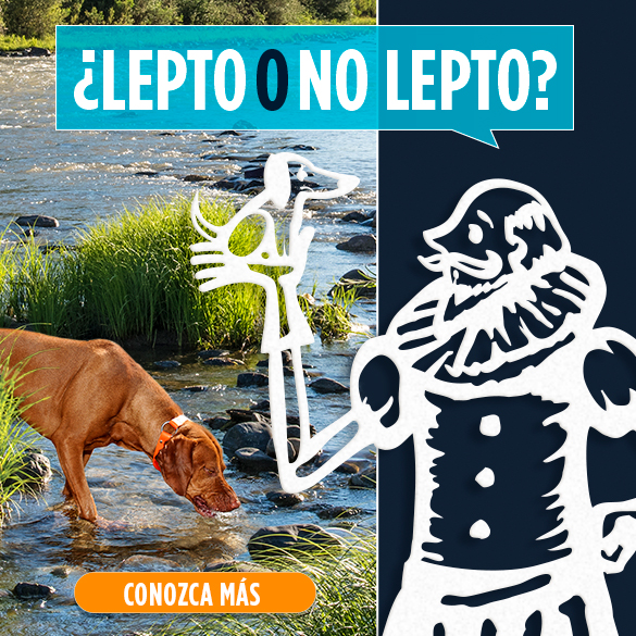 Conozca más sobre leptospirosis