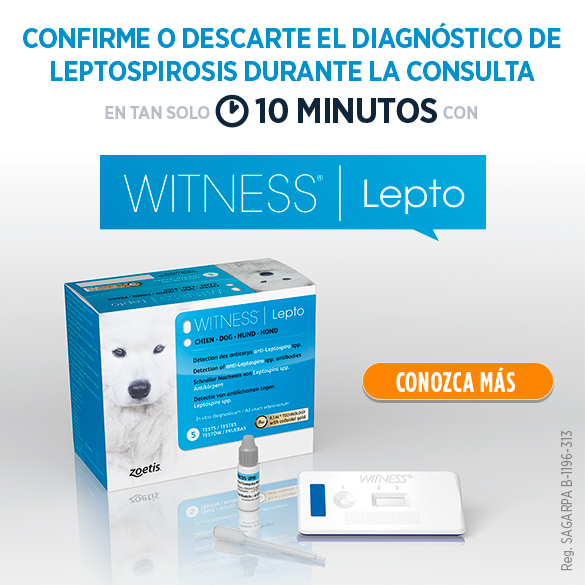 Conozca más sobre Witness Lepto