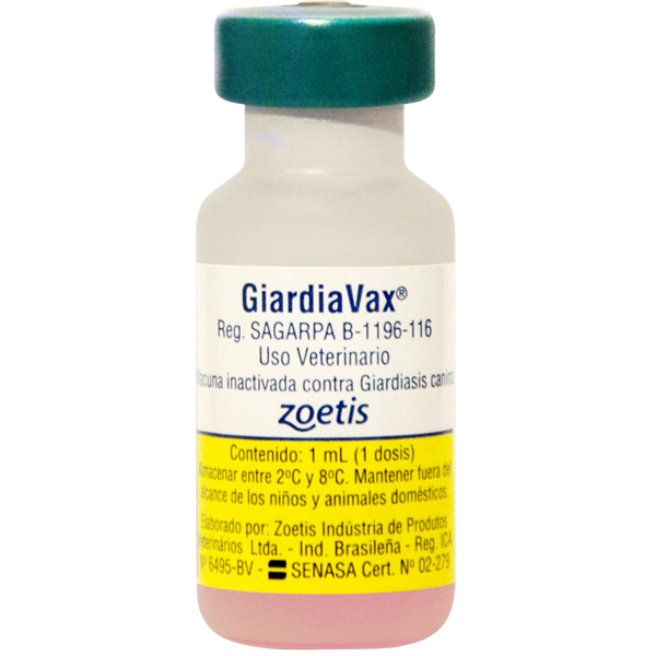 giardia vax bula