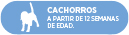 Uso en perros cachorros a partir de las 12 semanas de edad.