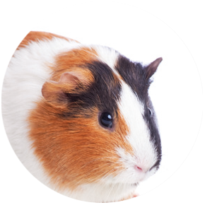 Guinea Pig