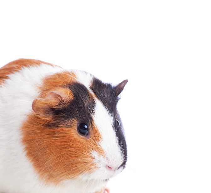 Guinea Pig