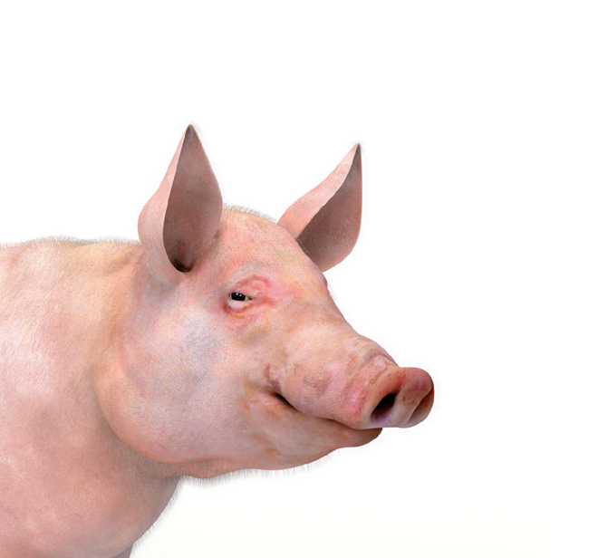 Pig